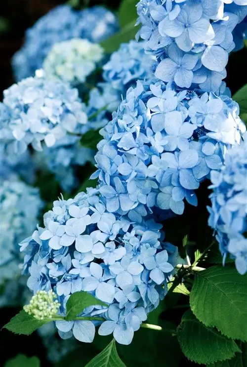 Бесконечное лето Blue Hydrangea macrophylla