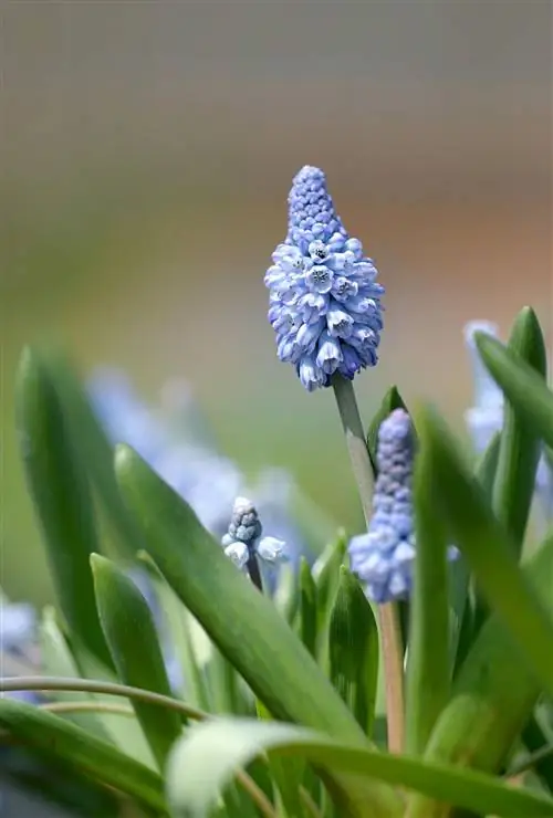голубой виноград гиацинт Muscari azureum