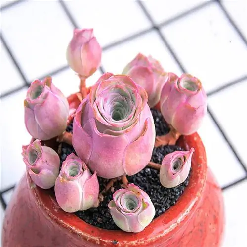 сочные розы с etsy