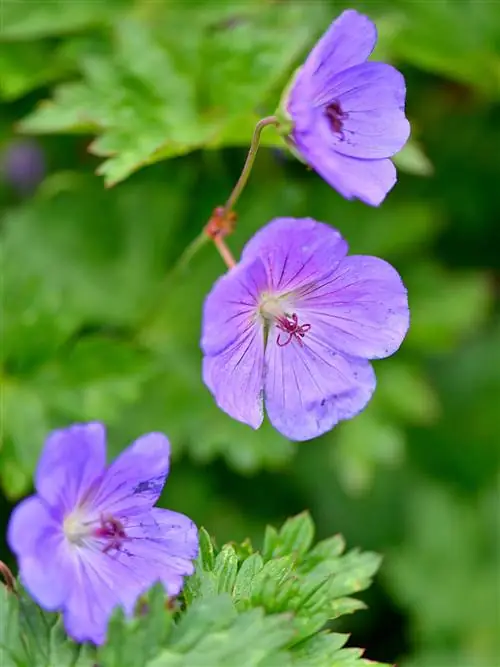 фиолетовая герань веселая пчела