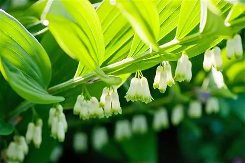 соломонова печать полигонатум цветет