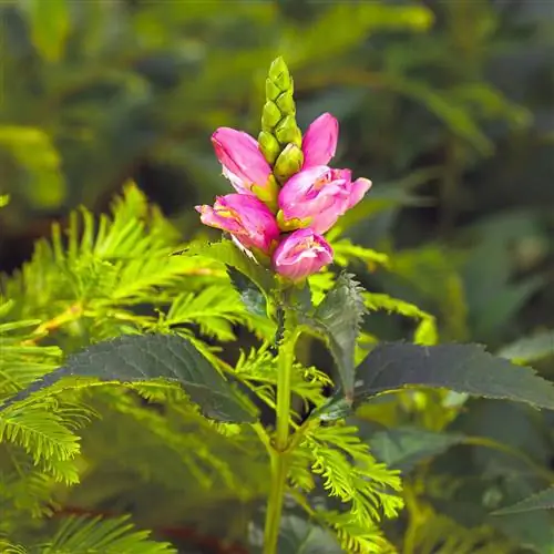 черепаховый челоне родной полевой цветок