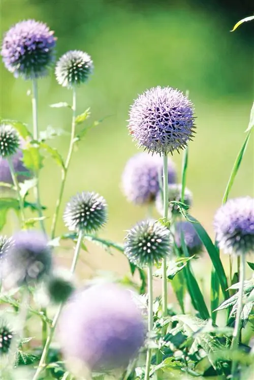 Глобус чертополох