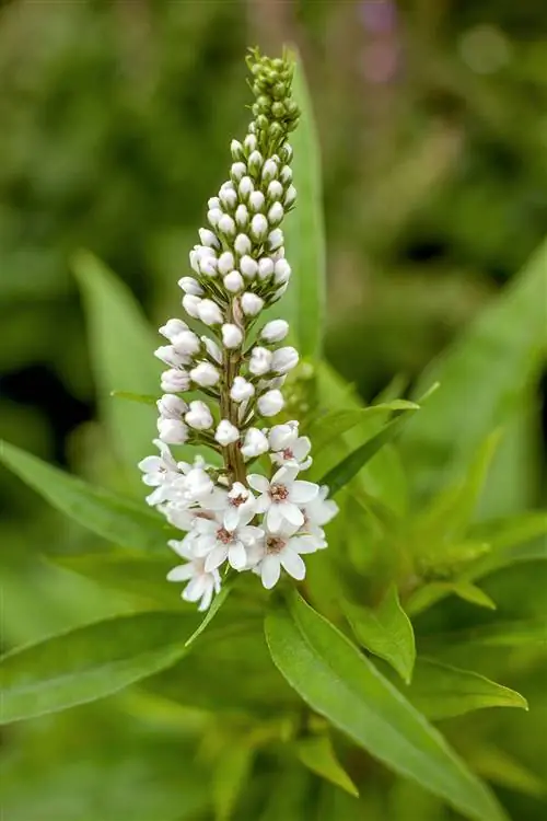 корень культивированный вероникаструм