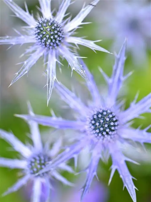 морской падуб сапфирово-синий