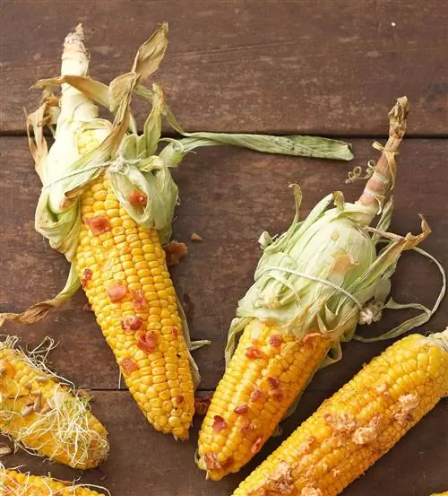 Клен и бекон Кукуруза в початках