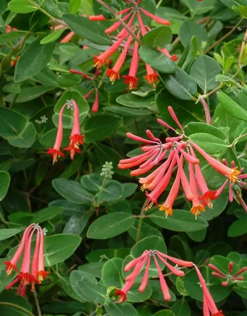 Lonicera Major Wheeler, жимолость майора Уиллер