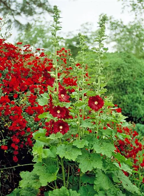 Alcea rosea 'Old Barnyard Mix' Мальва розовая