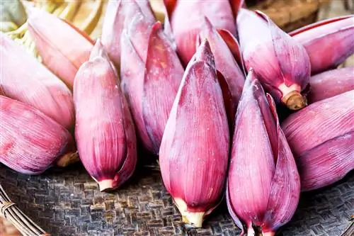 Цветы банана: заменитель морепродуктов на растительной основе