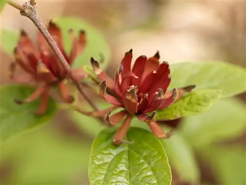 calycanthus floridus carolina душистый перец апельсиновый цветок кустарник