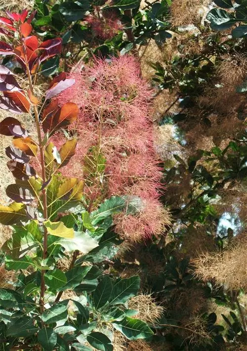 Cotinus coggygria Smoke Tree цветущий кустарник