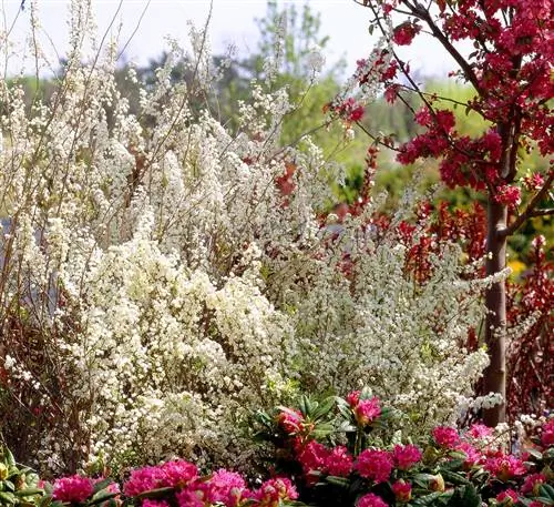 Spiraea prunifolia 'Bridal Wreath' с крошечными белыми цветками