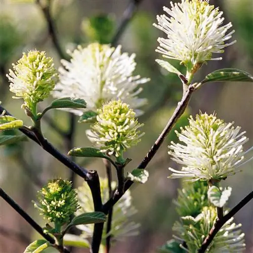 Бивер-Крик Fothergilla gardenii