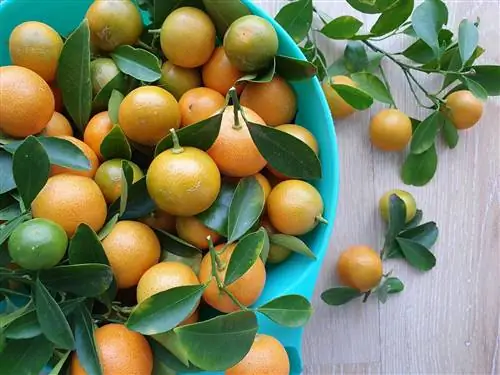 12 азиатских вкусов, о которых вы, возможно, не знали (но определенно должны попробовать)