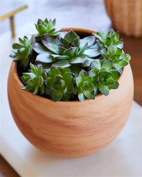 суккуленты в горшках для кур и цыплят