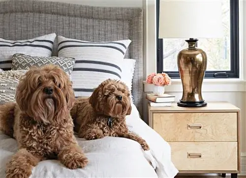 labradoodle cockapoos главная кровать нейтральный текстиль