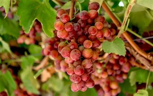 Виноград Candy Heart на лозе в винограднике