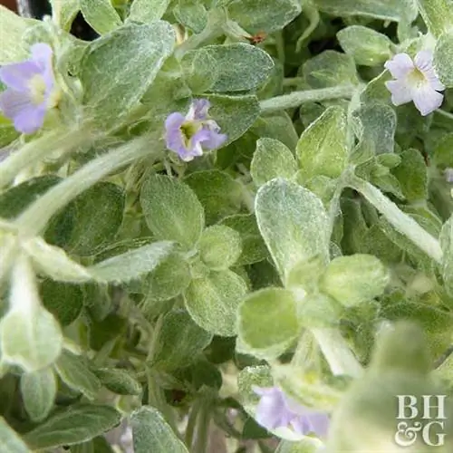 Стемодия шерстистая Stemodia lantana