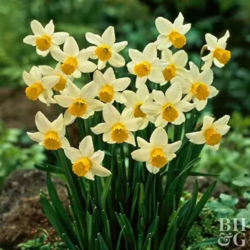 Нарцисс, Cyclamineus Types Narcissus