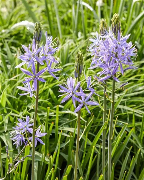 Куамаш Camassia leichtlinii Caerulea