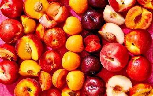 Разница между Plumcots, Pluots, Apriplums и Apriums