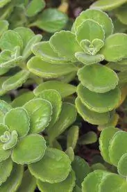 plectranthus amboinicus кубинский орегано