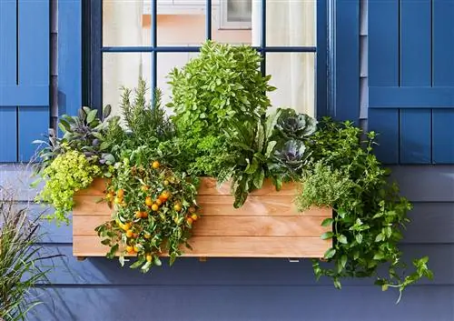 Этот план Window Box обеспечит вас свежими овощами и травами