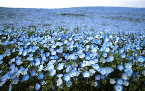 Поле цветов Nemophila в Японии