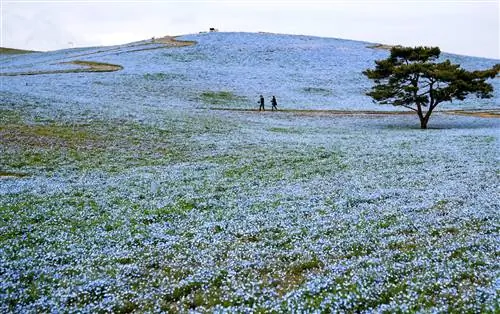 Поле цветов Nemophila в Японии с деревом