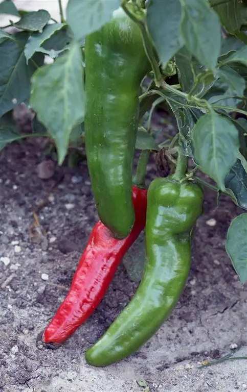 перец "Кармен"