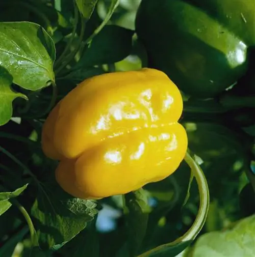 Перец "Голден Белл Гибрид"