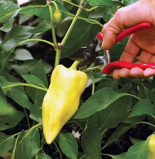 'Цыганский' перец