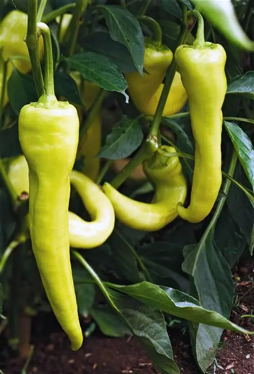 Перец сладкий банановый