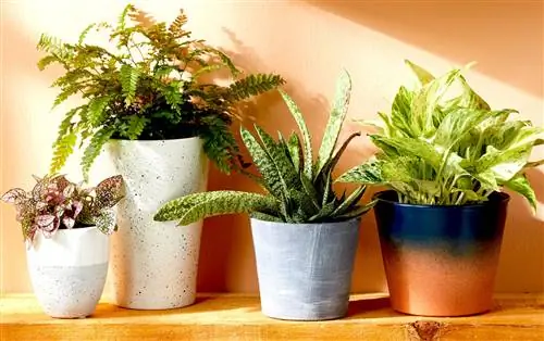 Я попробовал службу доставки Bloomscape, и это превратило меня в маму-растение