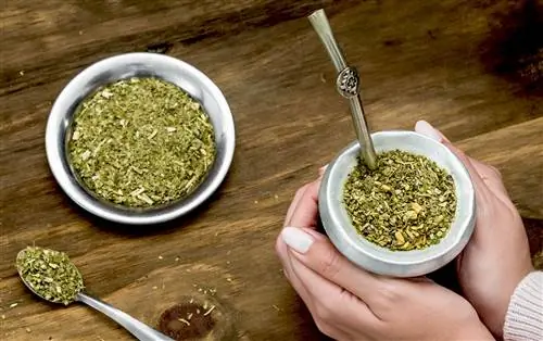 руки на тыкве из калебаса, наполненной чаем йерба мате
