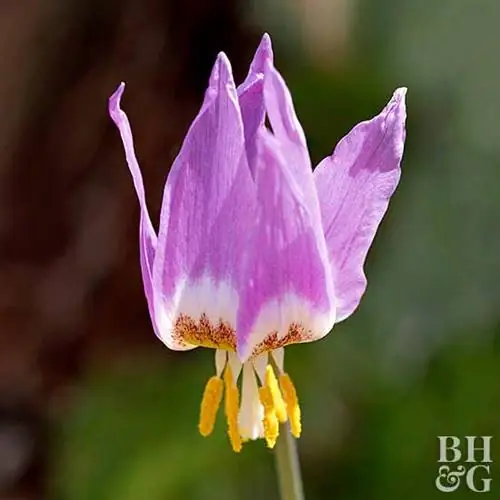 Фиалка собачья зубная 'Purple King' Erythronium dens-canis