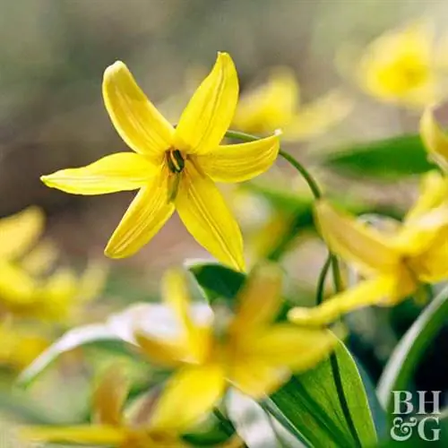 Форелевая лилия Erythronium americanum