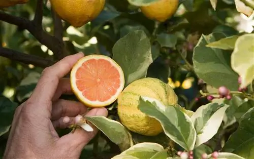 Розовые лимоны - это прелестные фрукты, которые нужны вашему кувшину с лимонадом