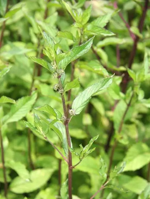 Mentha x gracilis ¿Madeline Hill¿