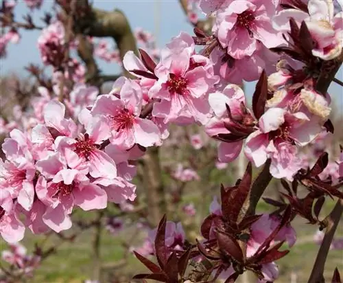 ветвь nectaplum с розовыми цветами и темно-красными листьями
