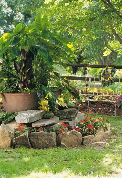 ржавый котел в саду с растением из ушей слона