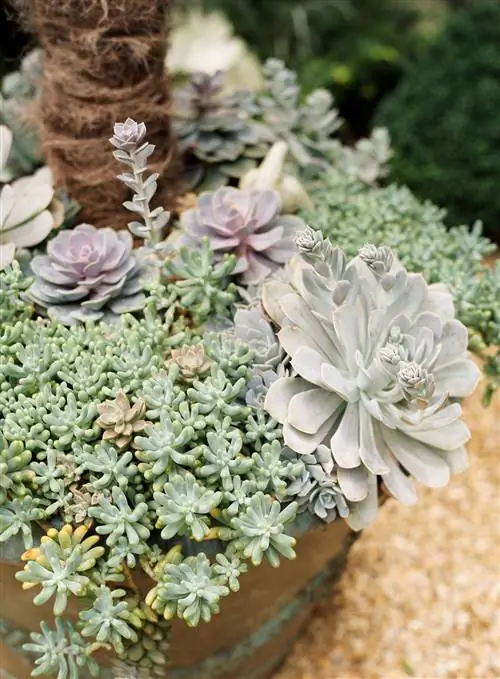 различные суккуленты