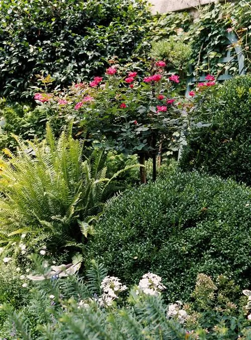 различные садовые цветы кустарники и растения