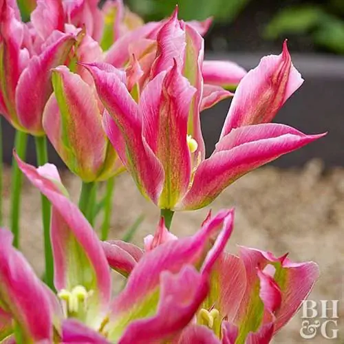 розовые лилии цветущие тюльпаны вирихические тюльпаны цветут в саду