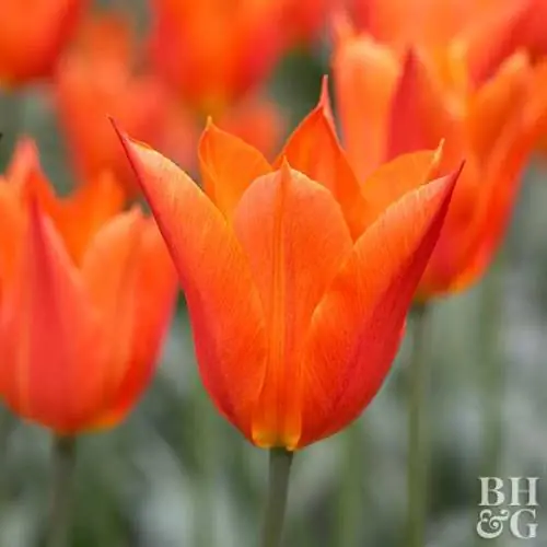 Балерина тюльпан