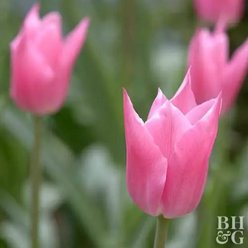 Китайский розовый тюльпан