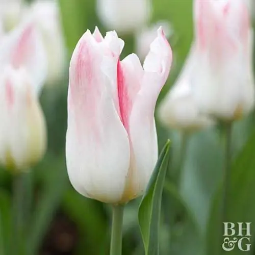 Голландский шик тюльпан