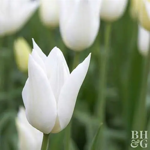 Белый тюльпан Триумфатор