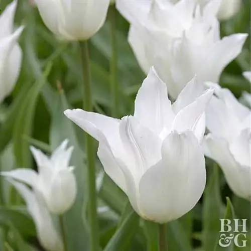 Трес Шик тюльпан