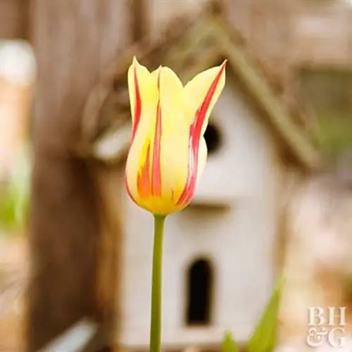 Тюльпан 'Мона Лиза'